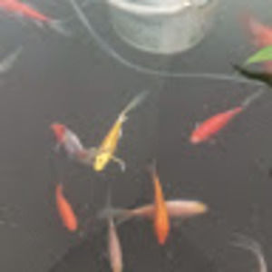 Meet your Posher, Rozen